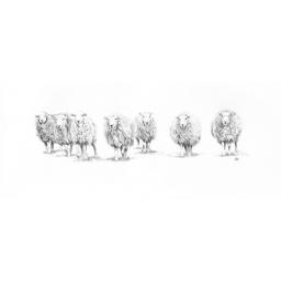 sheep_1_smaller.jpg