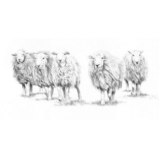 sheep_1_smaller_cropped_1.jpg