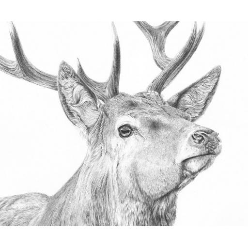 stag_edit_a_cropped.jpg