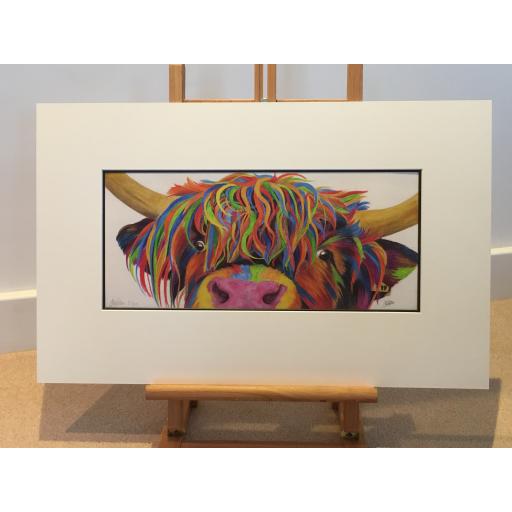 Colour Splash 'Nosey' the Highland cow - Limited Edition Giclee Print