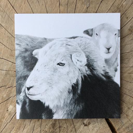 Top 'n' Tail 2 - Herdwick Sheep Greetings Card