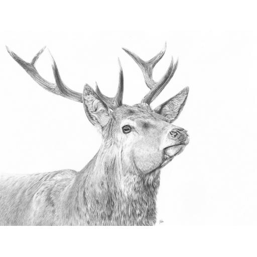 Glen - Limited Edition Giclee Print