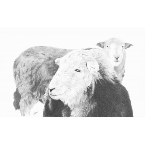 Herdwick Sheep 'Top n Tail'- Limited Edition Giclee Print