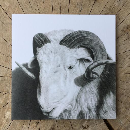 Rambo- Herdwick Sheep Greetings Card