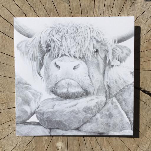 Nosey cow - Highland cow greeting card